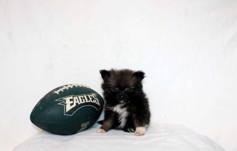 puppy, for, sale, Pomeranian, Matthew B. Stoltzfus, dog, breeder, Gap, PA, dog-breeder, puppy-for-sale, forsale, nearby, find, puppyfind, locator, puppylocator, aca